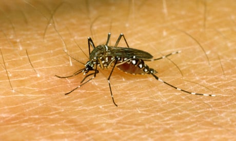 Scientists discover how mosquitoes can ‘sniff out’ humans